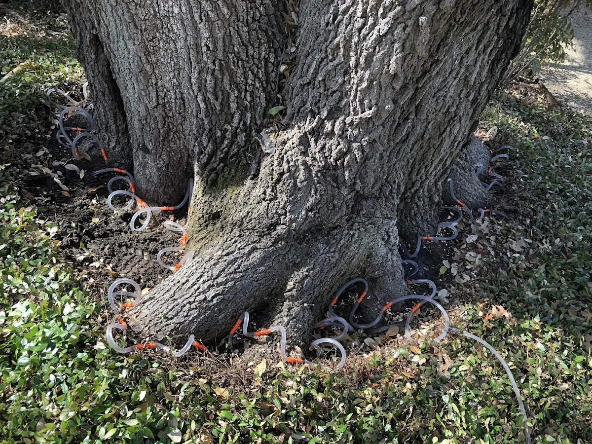 Detailed Tree Cabling and Bracing job site in Marysville